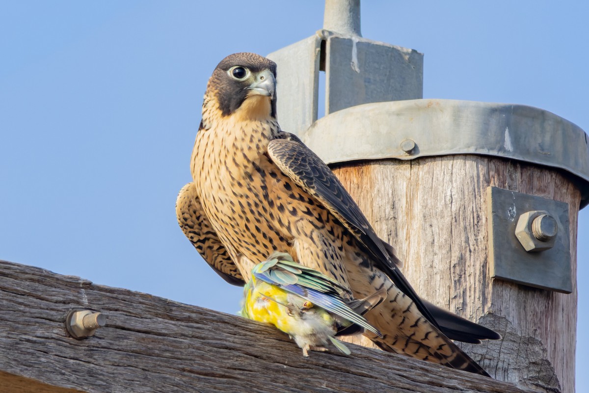 Gökdoğan - ML646829037