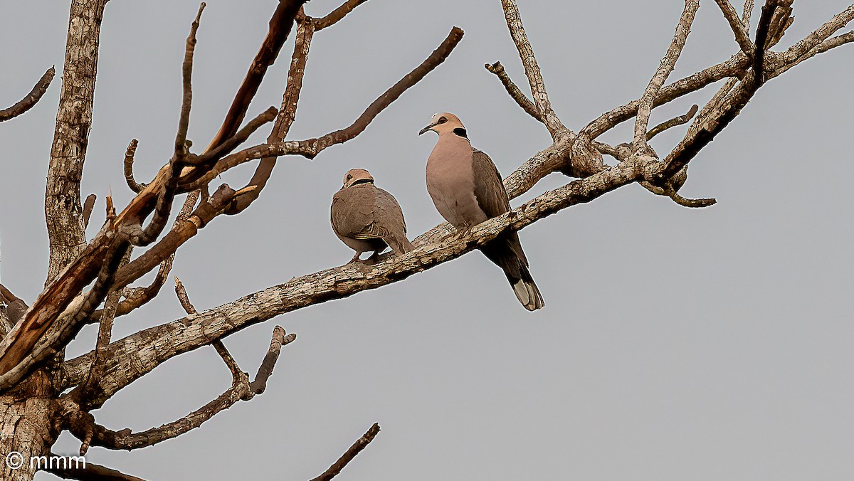 rødøyedue - ML646829039