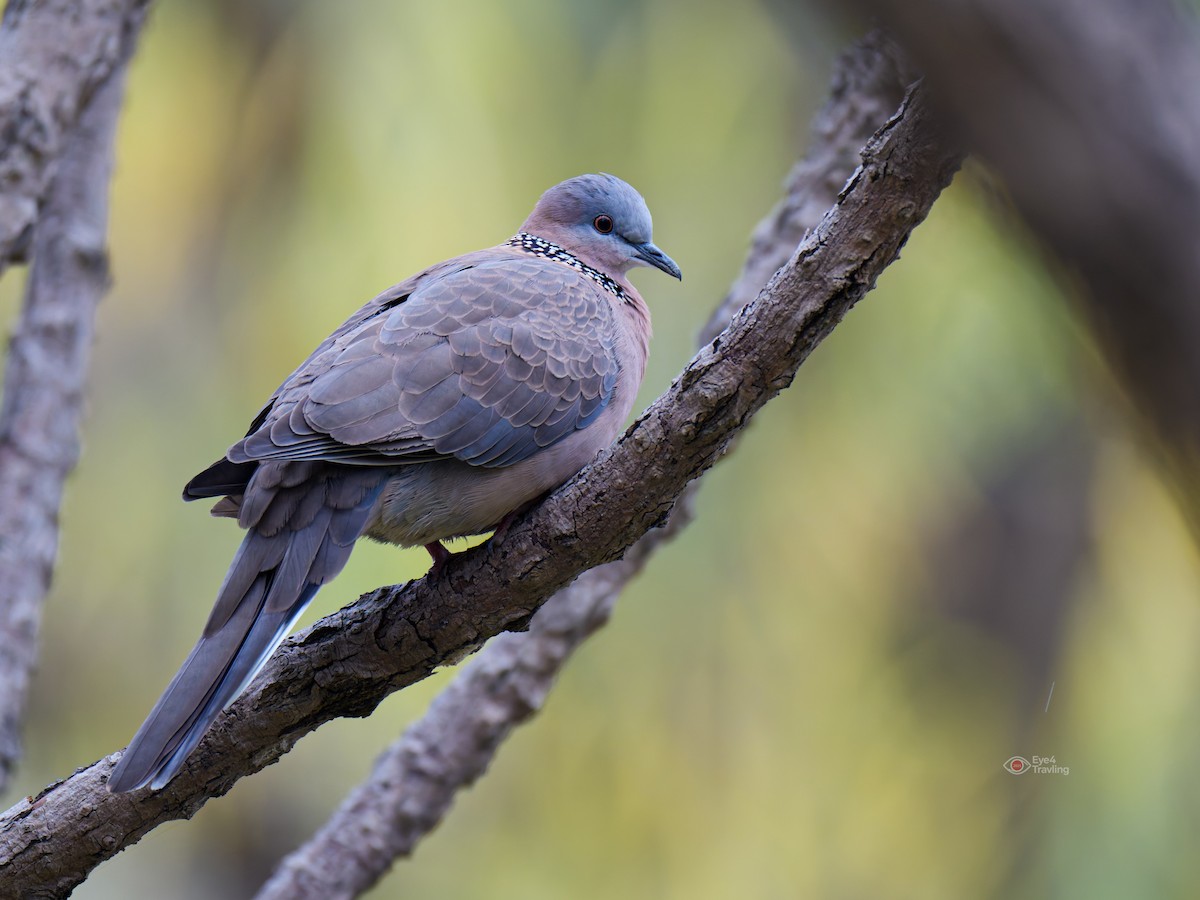 Spotted Dove - ML646829040