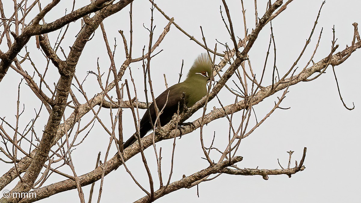 fiolettvingeturako (persa/zenkeri) - ML646829043