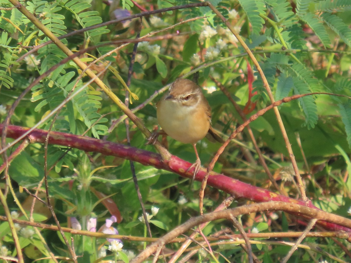 Paddyfield Warbler - ML646829044
