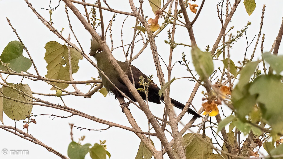 fiolettvingeturako (persa/zenkeri) - ML646829045