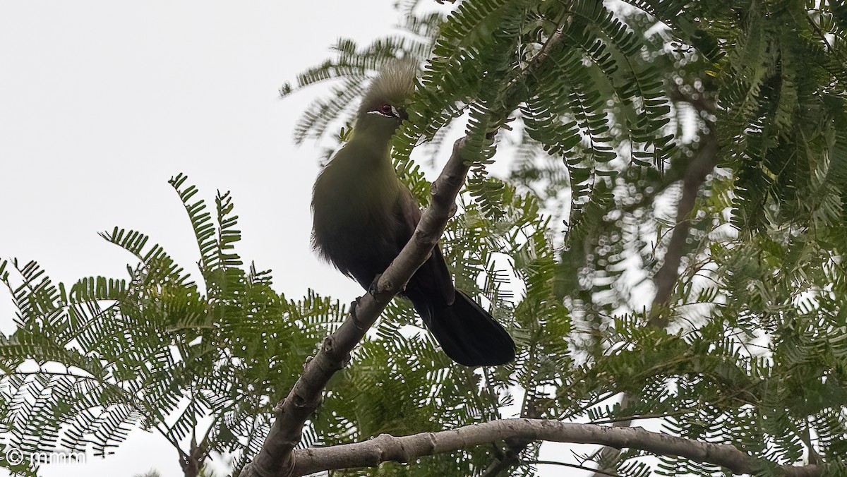 fiolettvingeturako (persa/zenkeri) - ML646829046