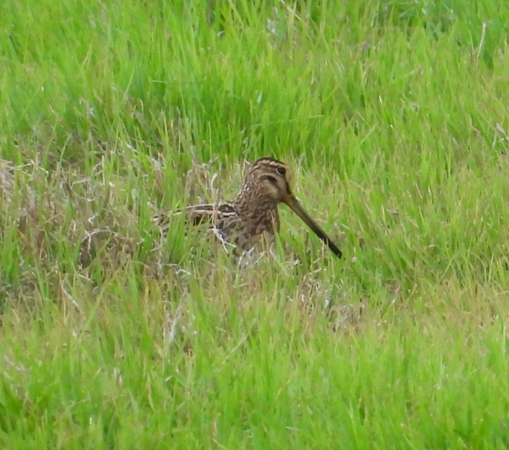 Latham's Snipe - ML646829050