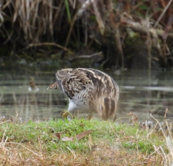 Latham's Snipe - ML646829051