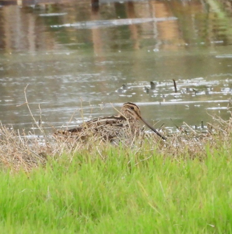 Latham's Snipe - ML646829052