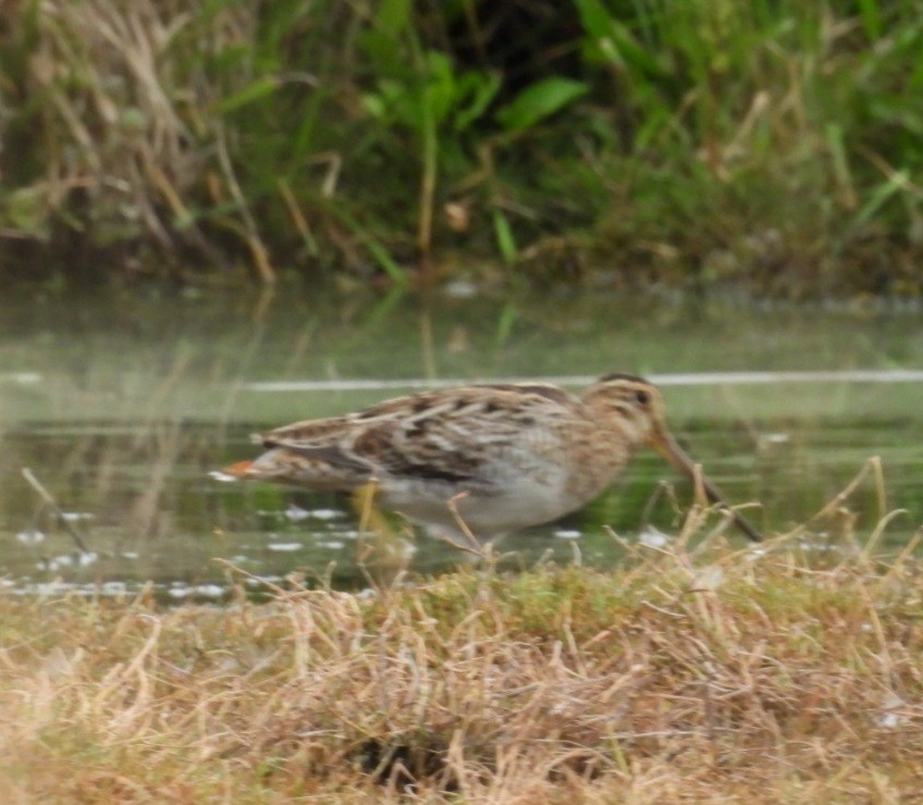 Latham's Snipe - ML646829053
