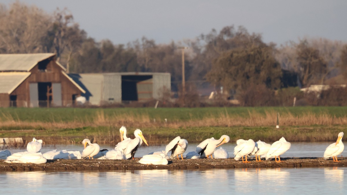 American White Pelican - ML646829057