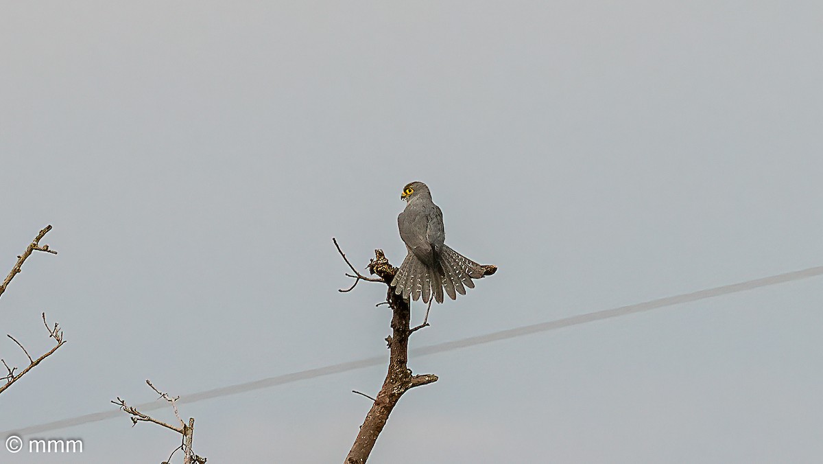 skiferfalk - ML646829060