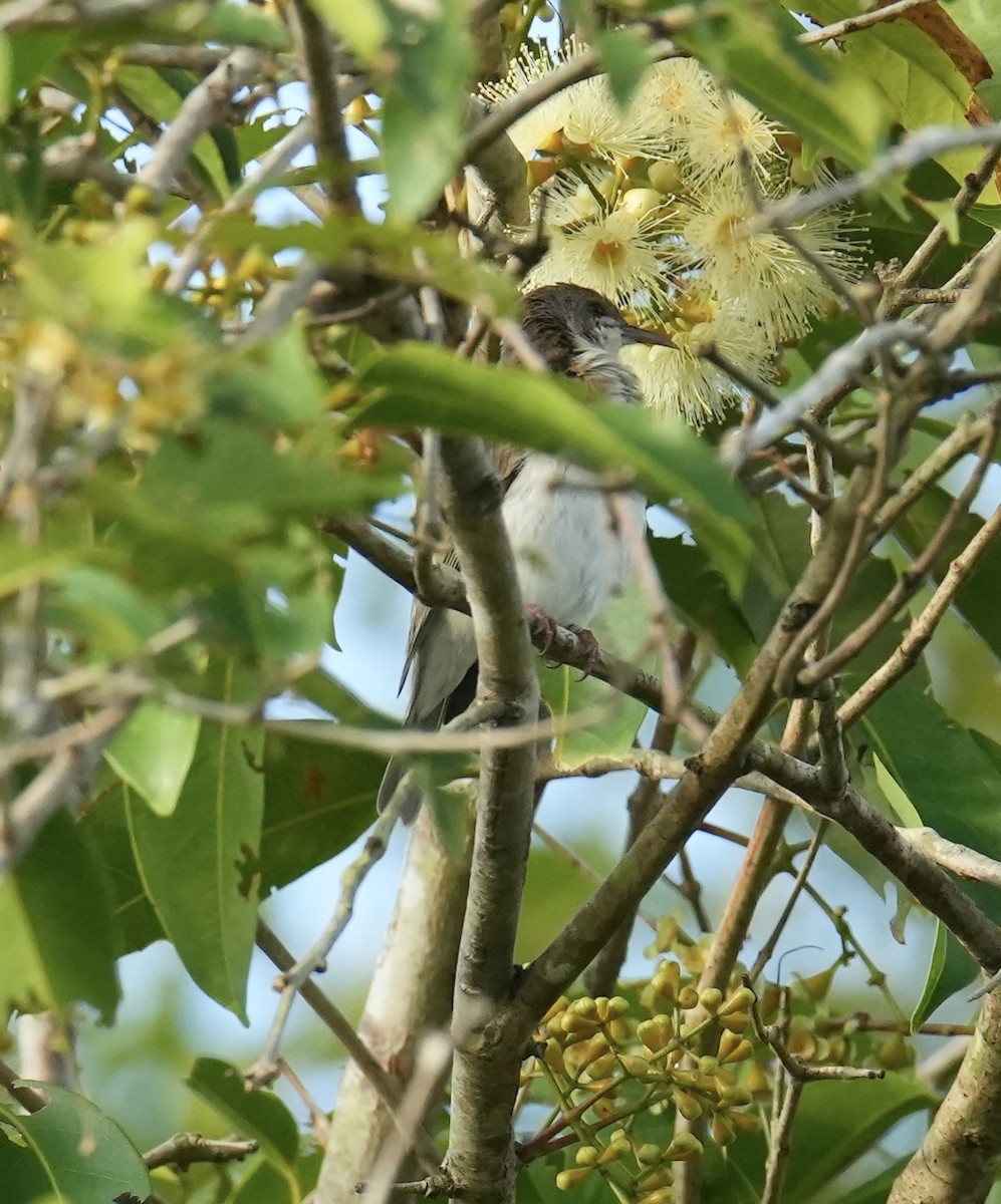 Mielero Modesto - ML646829061