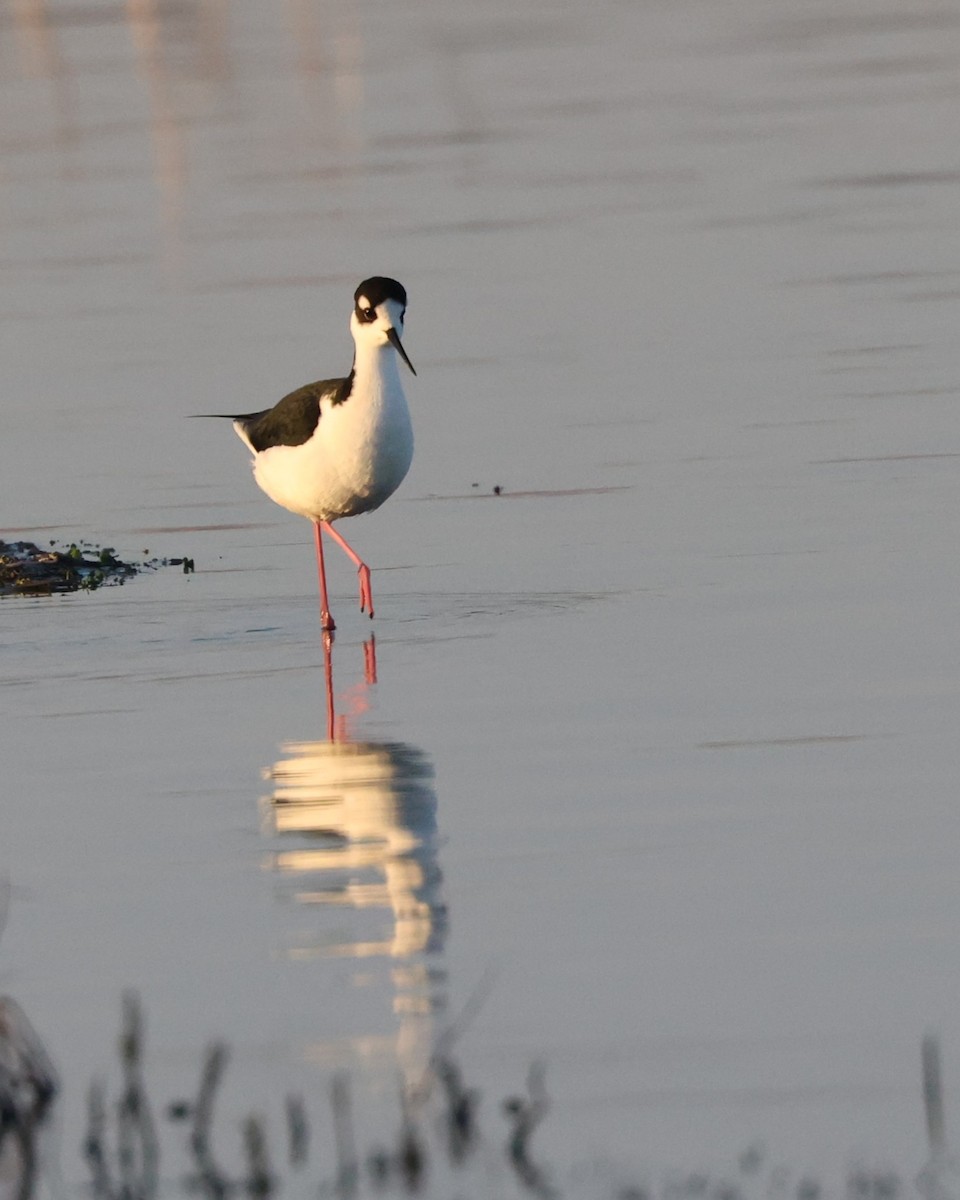 Black-necked Stilt - ML646829063