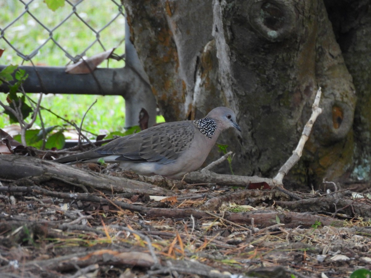 Spotted Dove - ML646829068