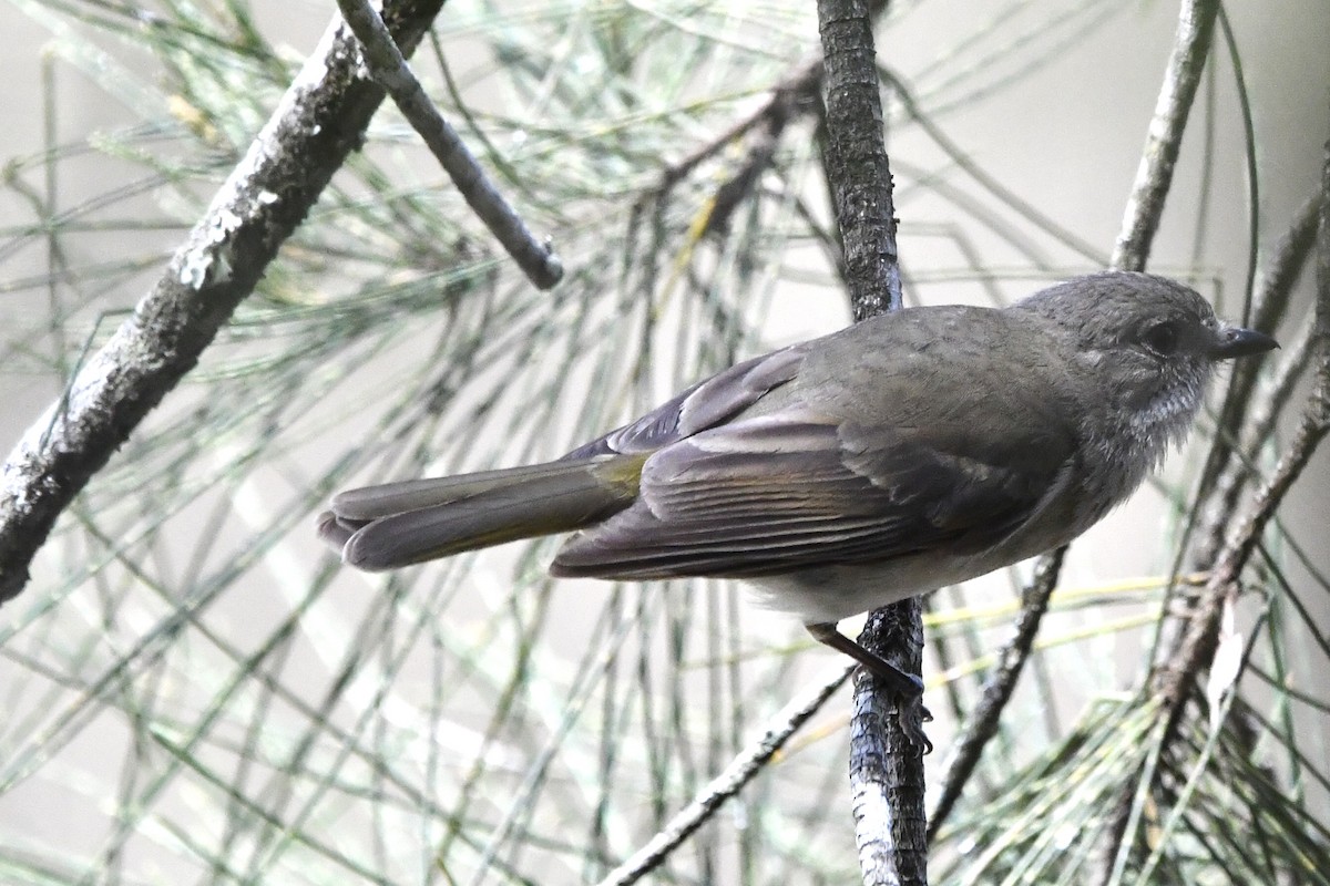 Golden Whistler (Eastern) - ML646829069