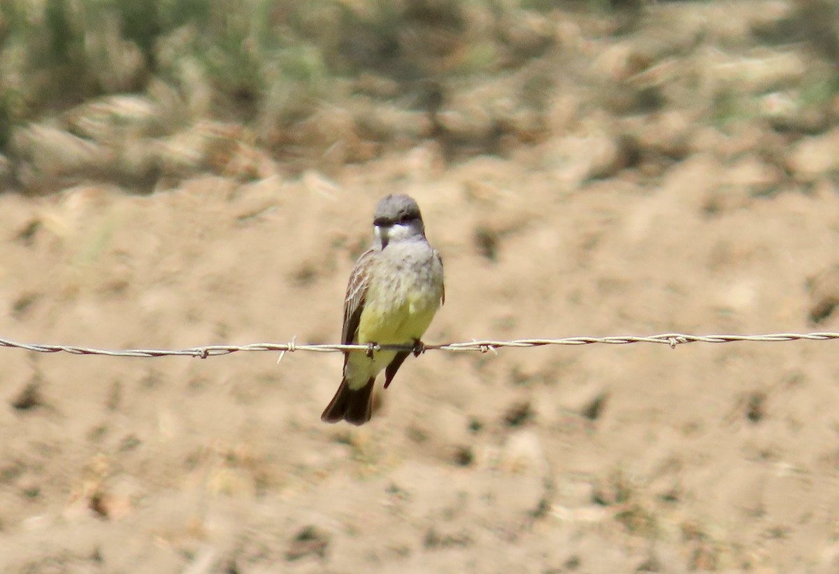 ハシボソタイランチョウ - ML646829070