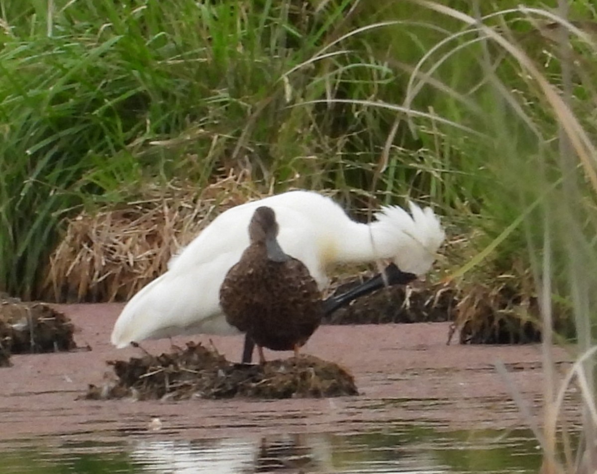 kongeskjestork - ML646829071