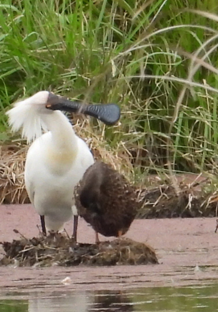 kongeskjestork - ML646829072