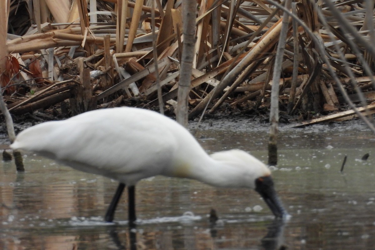 kongeskjestork - ML646829073