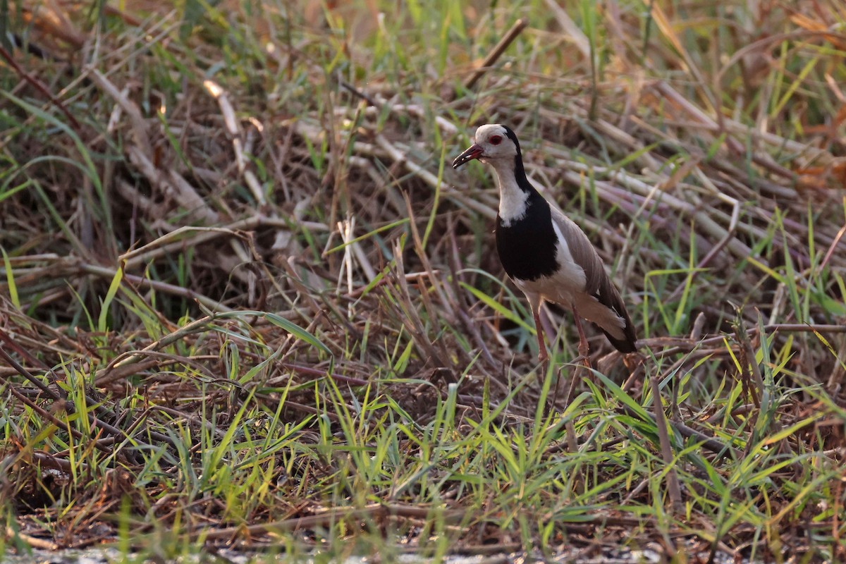 レンカクゲリ - ML646829074