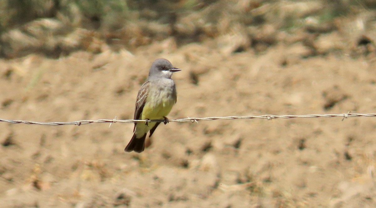 ハシボソタイランチョウ - ML646829075