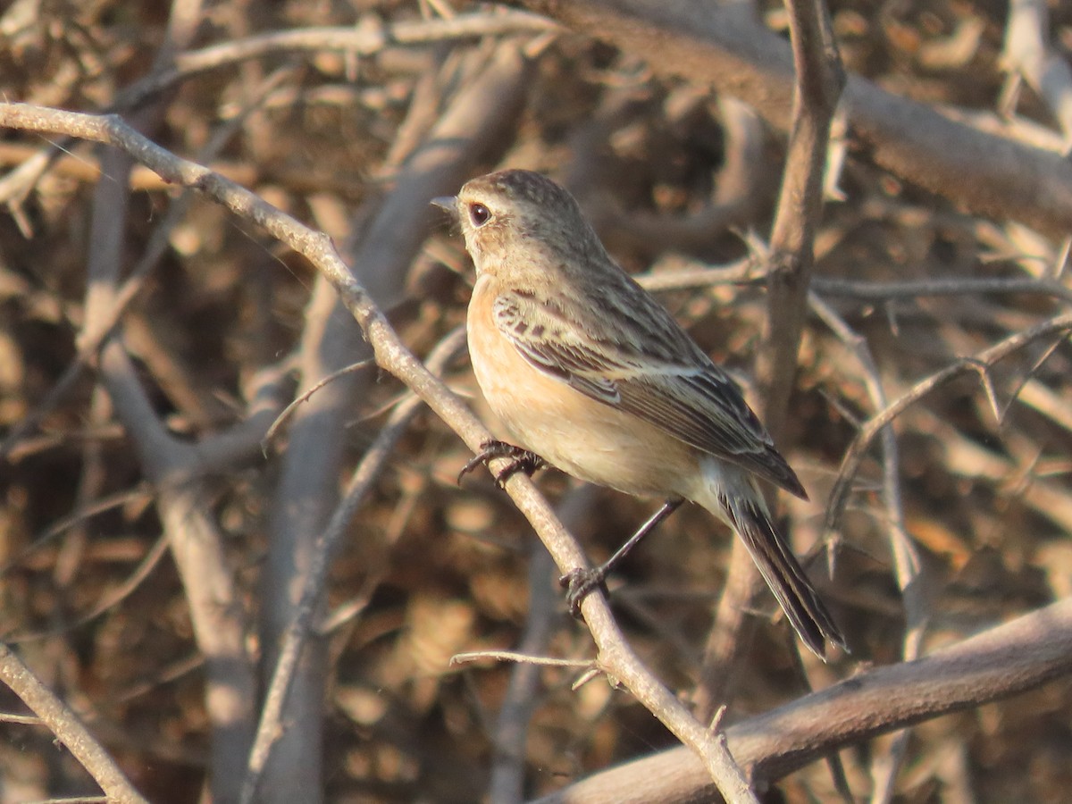 Siberian Stonechat - ML646829076