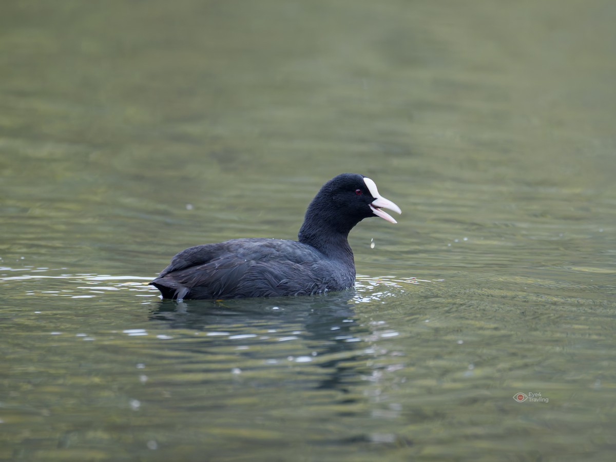Eurasian Coot - ML646829077