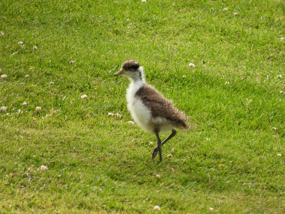 Masked Lapwing - ML646829078