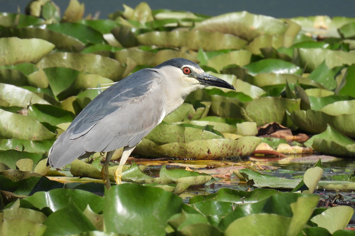 Black-crowned Night Heron - ML646829079