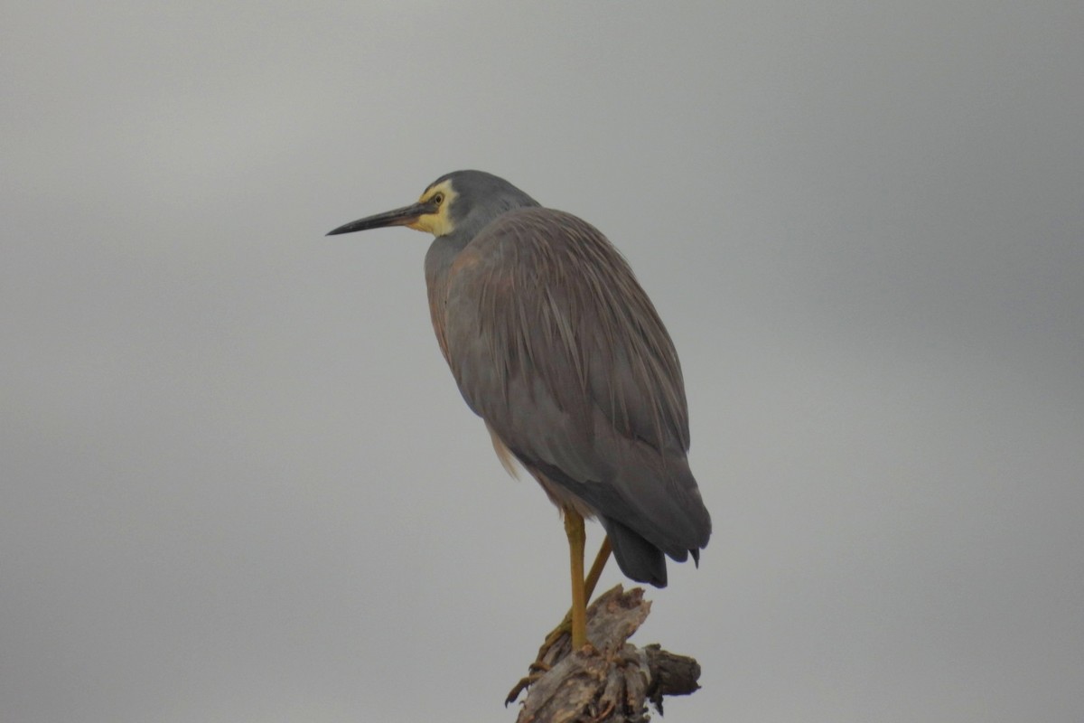 カオジロサギ - ML646829080