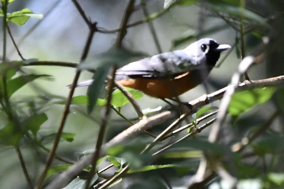 カオグロカササギビタキ - ML646829082