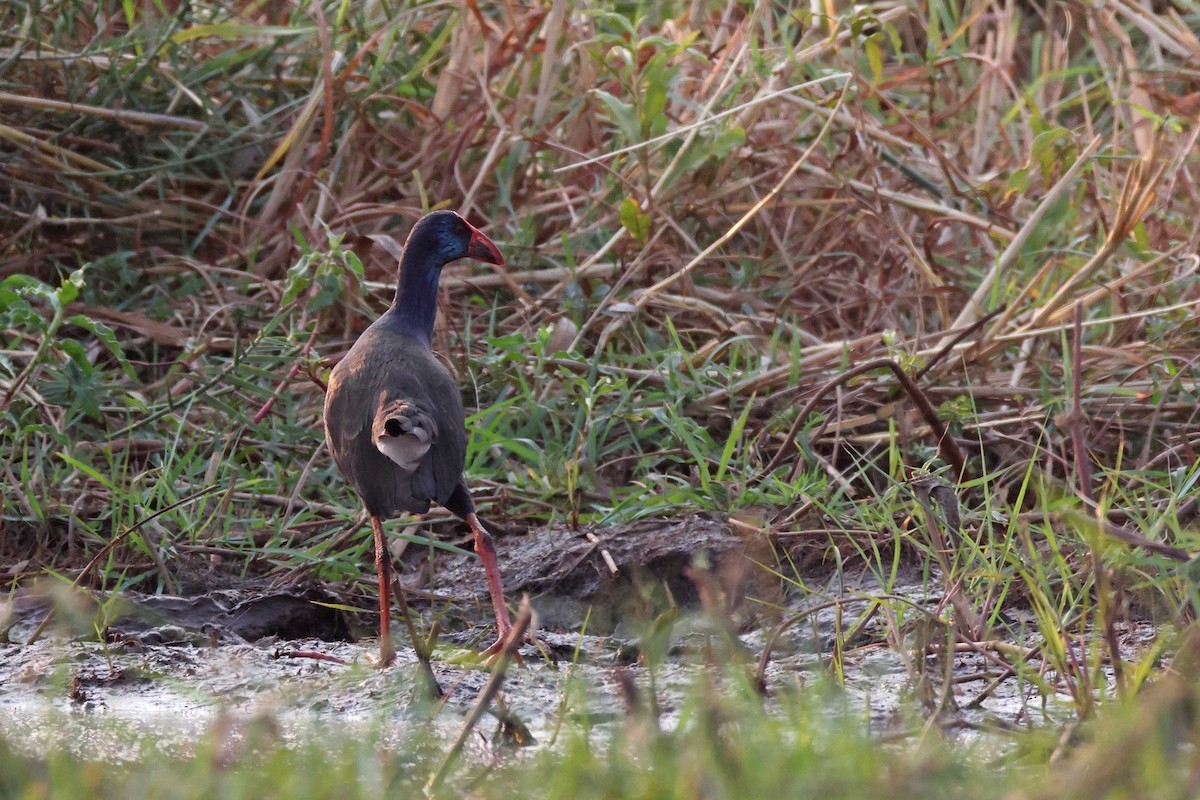 African Swamphen - ML646829083