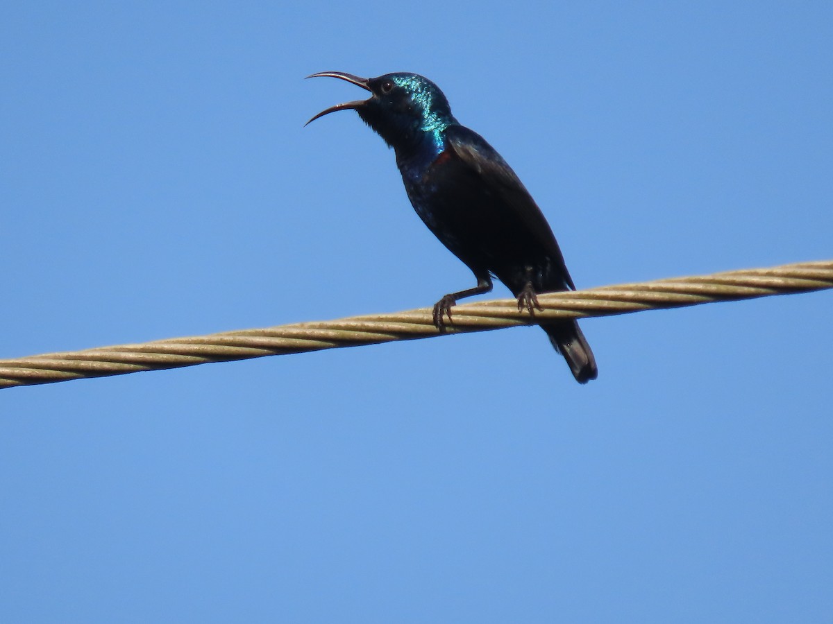 Purple Sunbird - ML646829084