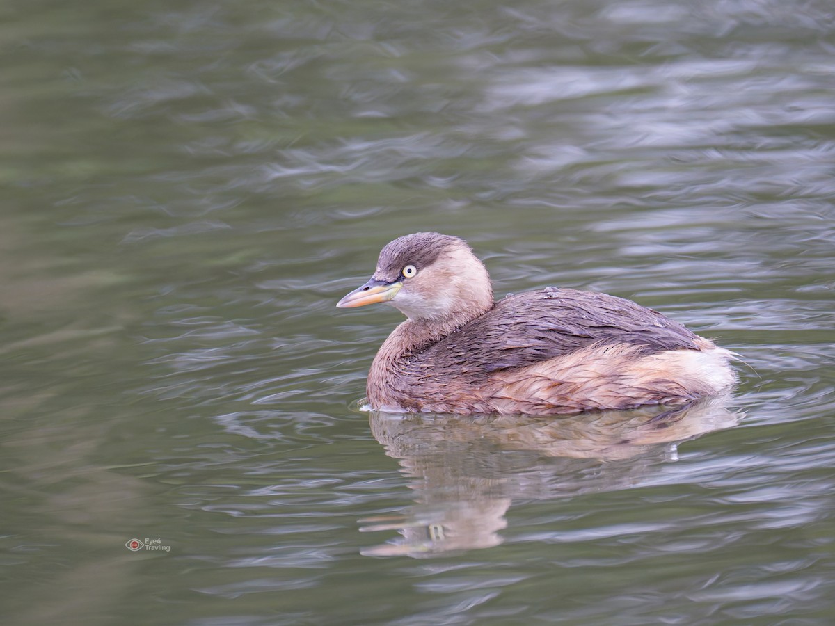 Little Grebe - ML646829085