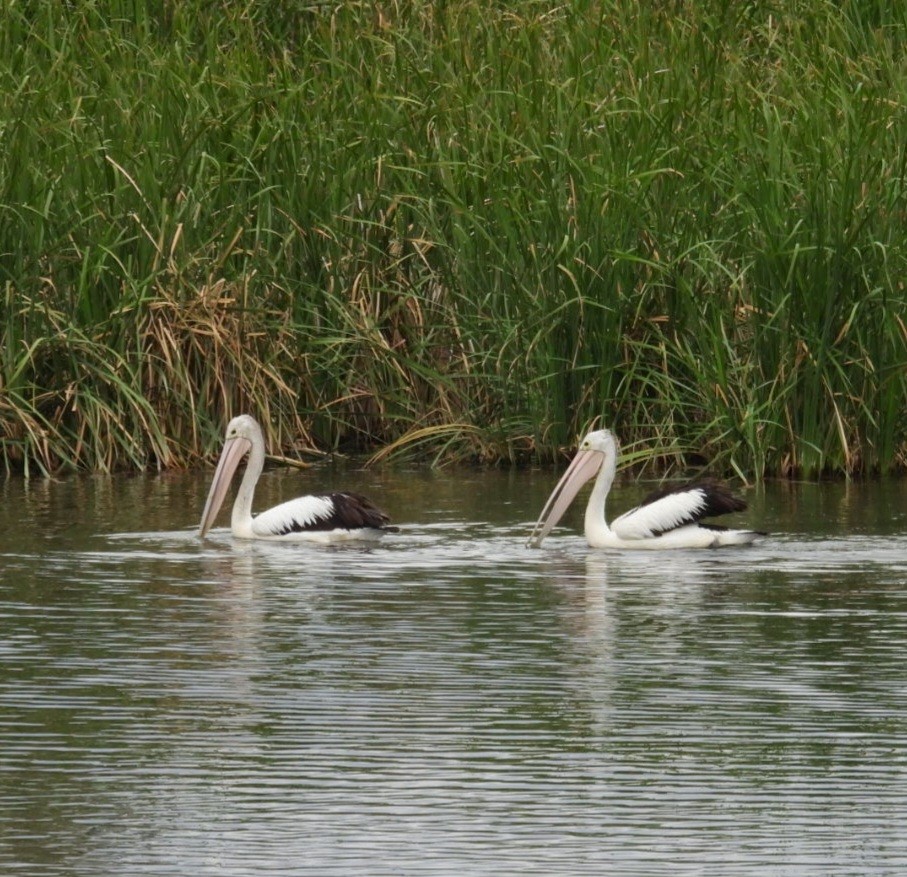 コシグロペリカン - ML646829086