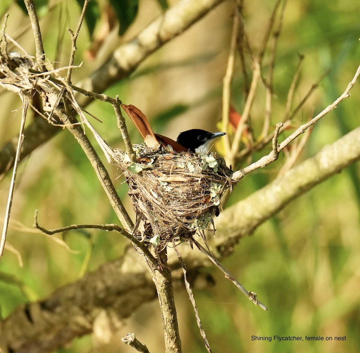 Monarca Reluciente - ML646829087