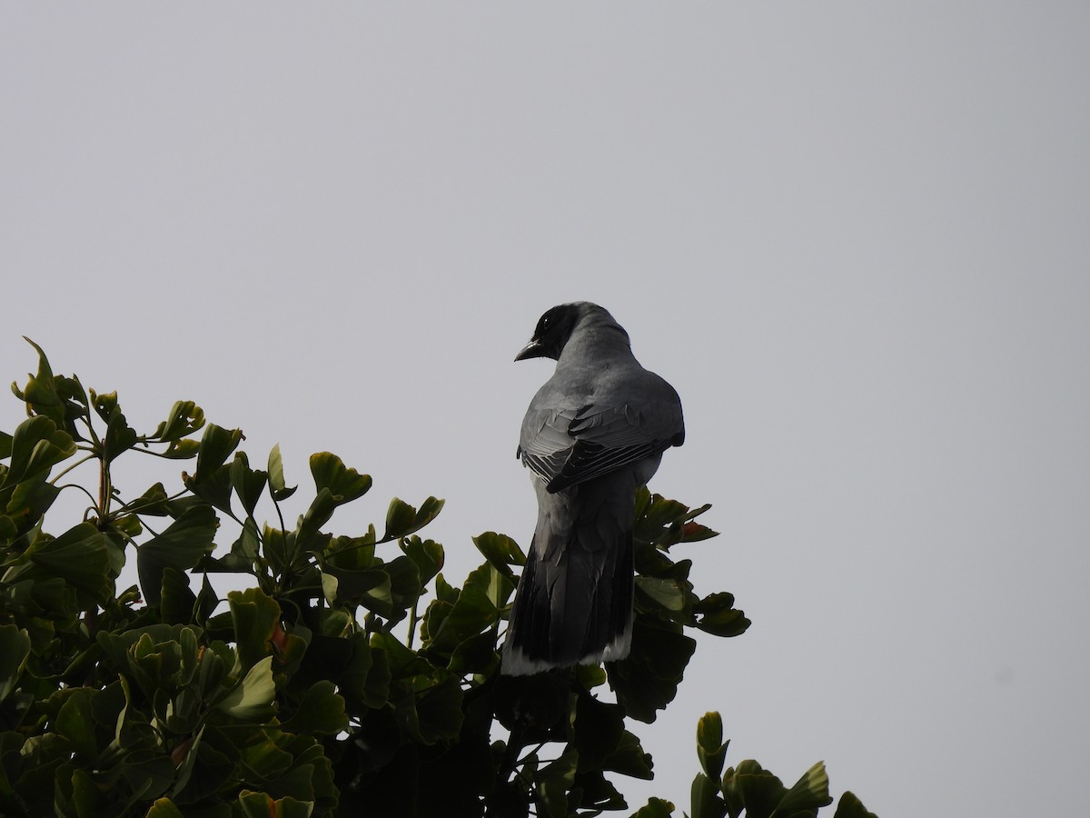 Black-faced Cuckooshrike - ML646829088