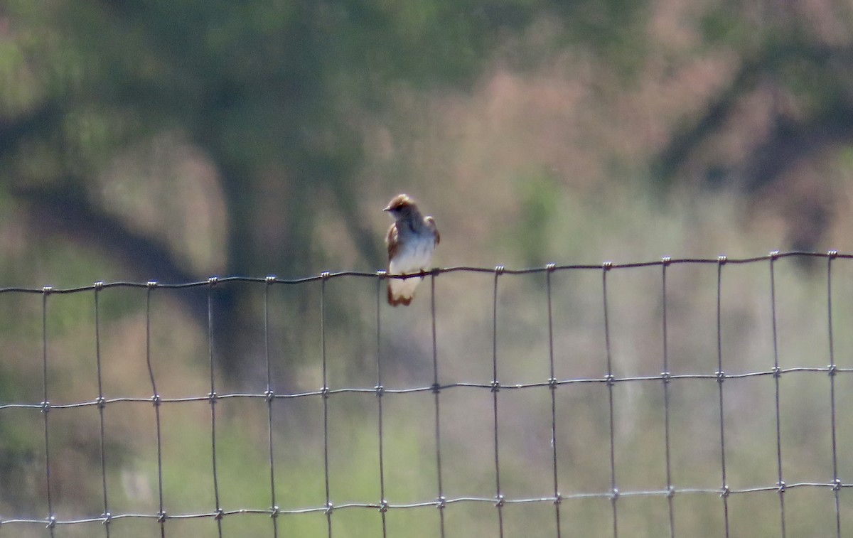 キタオビナシショウドウツバメ - ML646829089