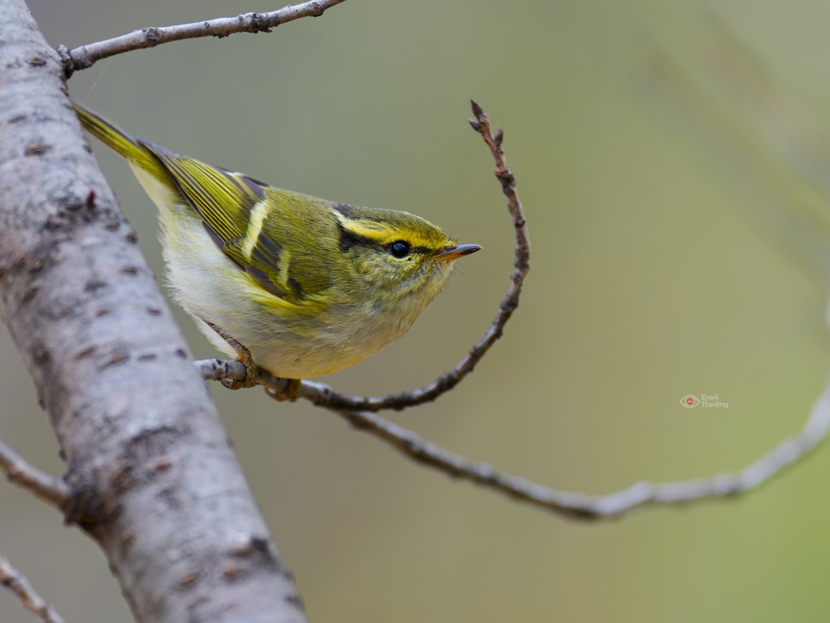 Pallas's Leaf Warbler - ML646829090
