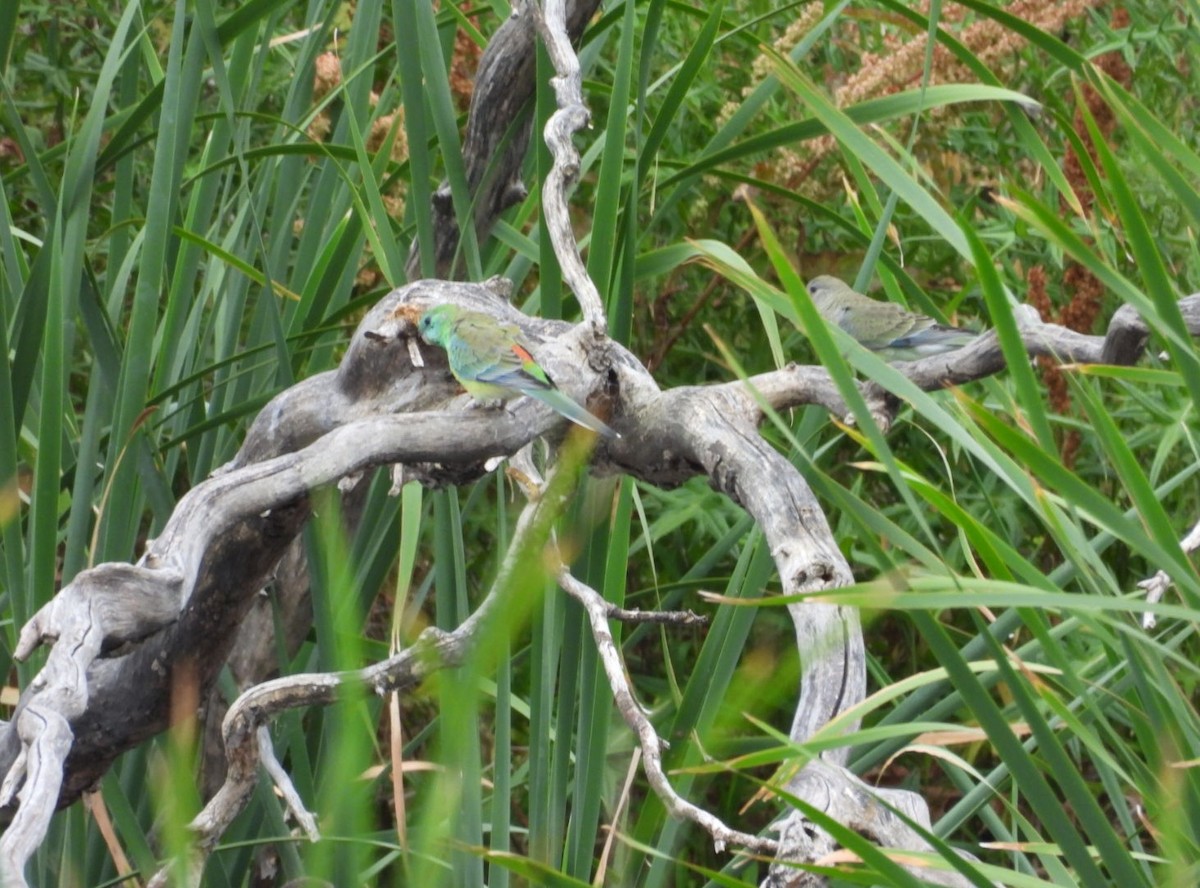 ビセイインコ - ML646829091