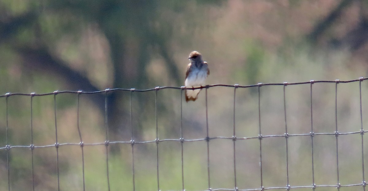 キタオビナシショウドウツバメ - ML646829092