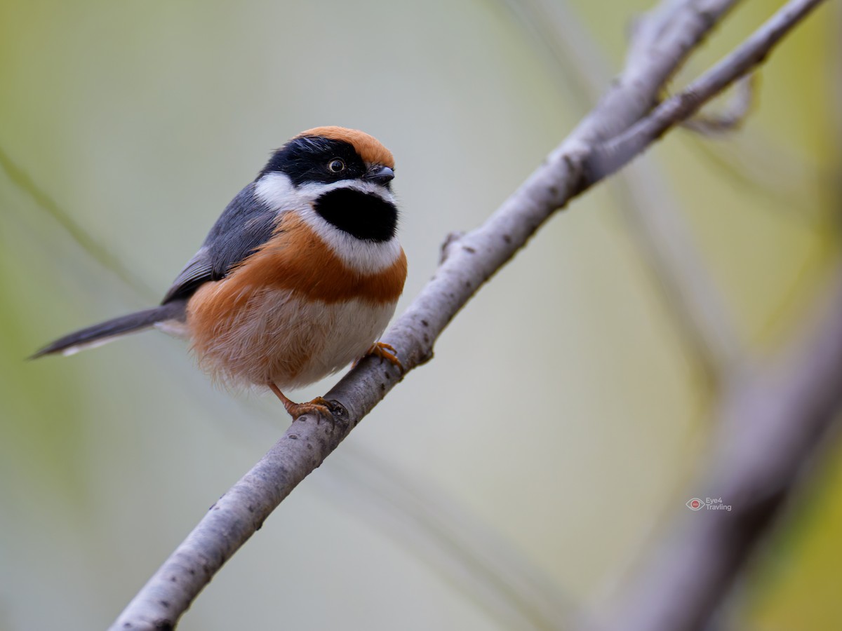 mlynařík kaštanovotemenný - ML646829093