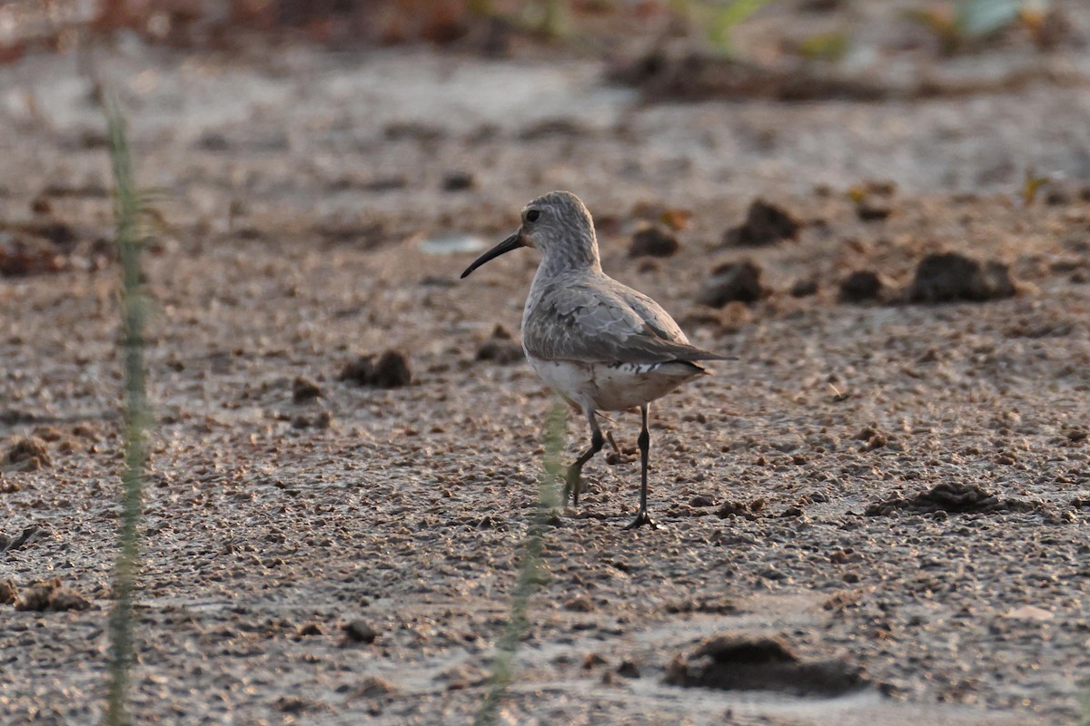 Piovanello comune - ML646829096