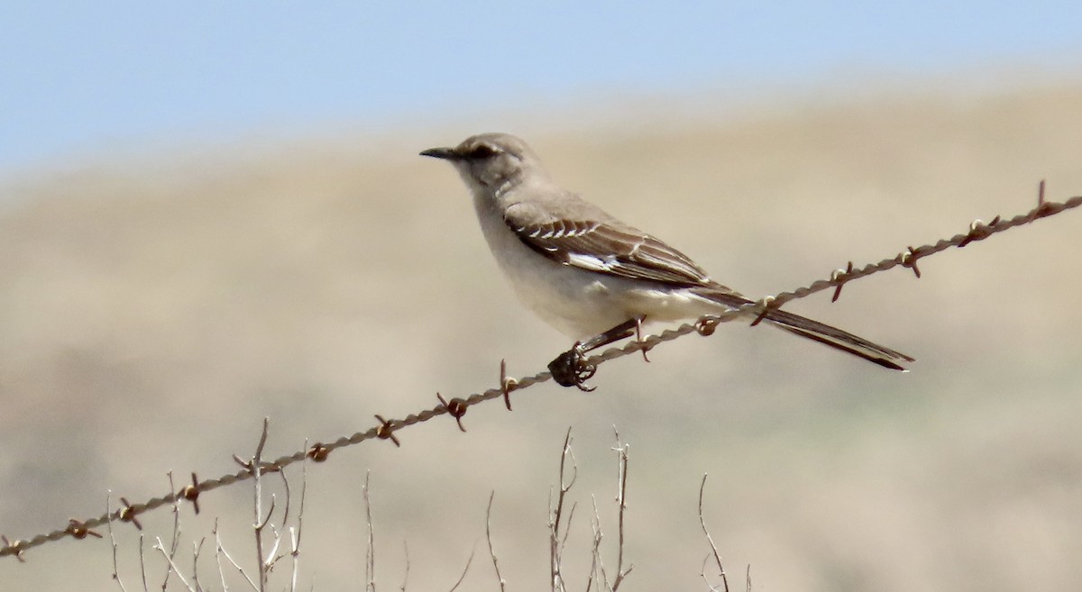 マネシツグミ - ML646829098