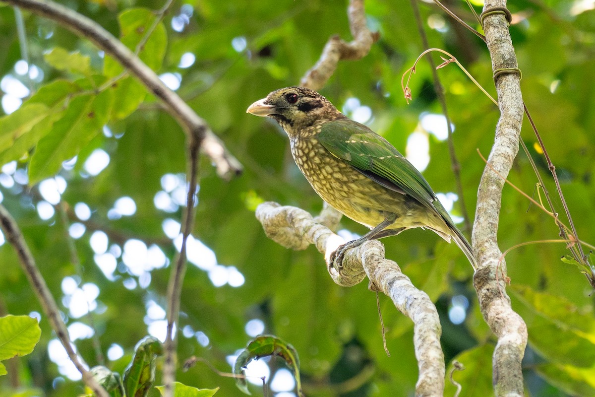 Spotted Catbird - ML646829099