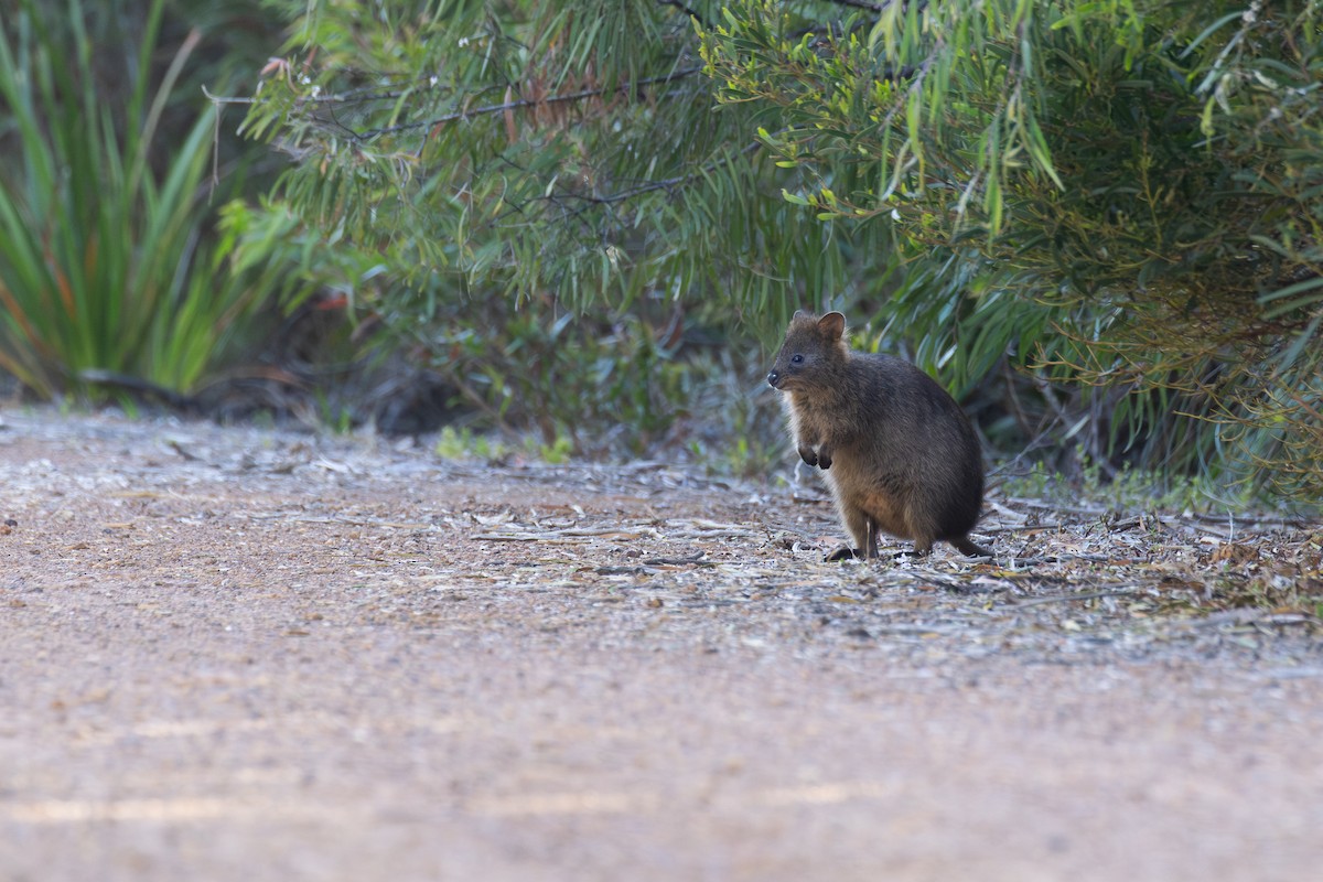 Quokka - ML646829101