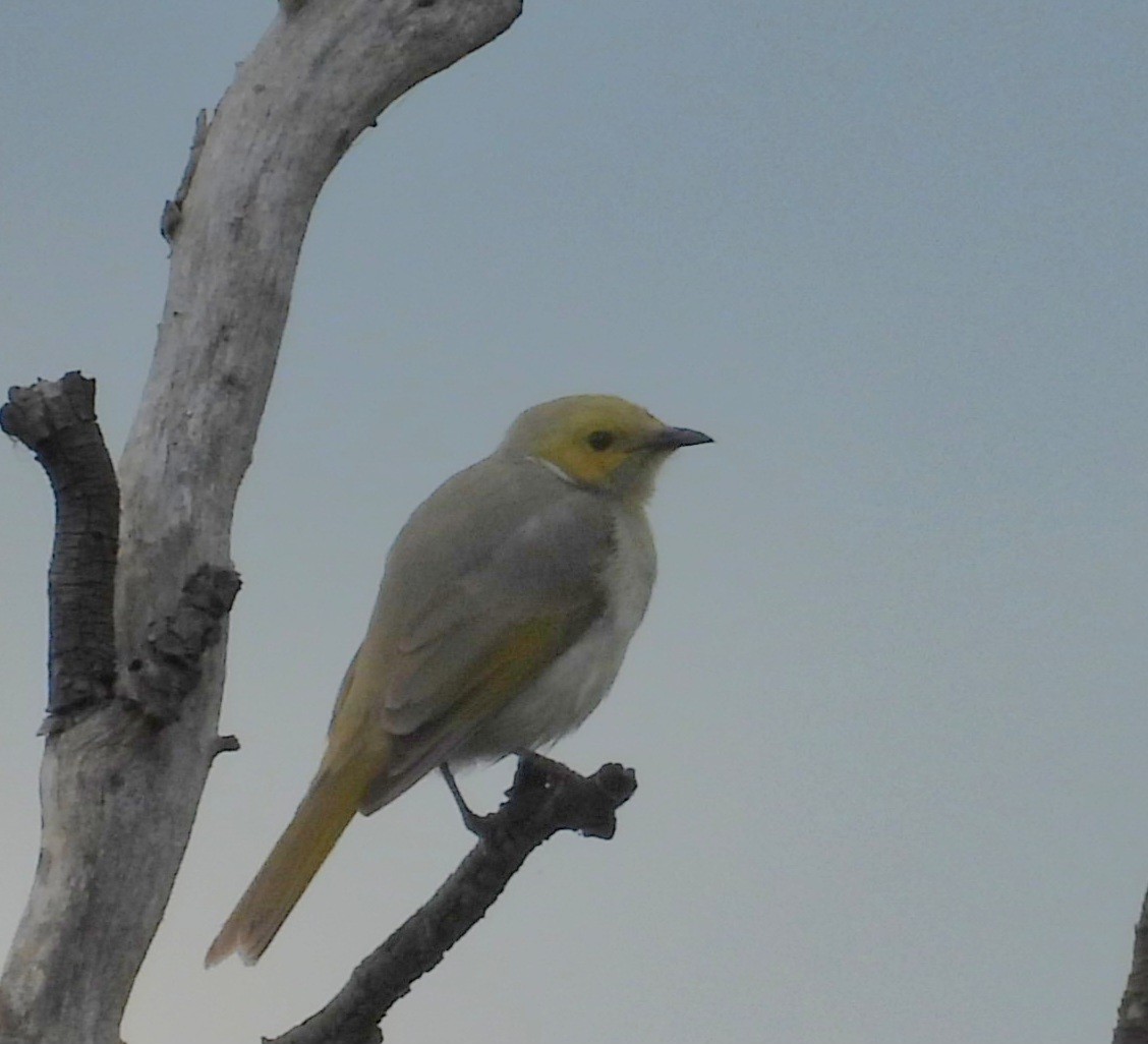 hvitsmykkehonningeter - ML646829102