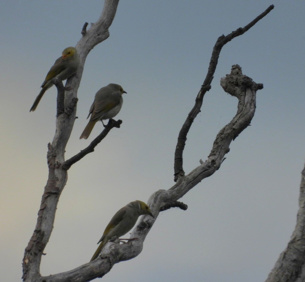 hvitsmykkehonningeter - ML646829103