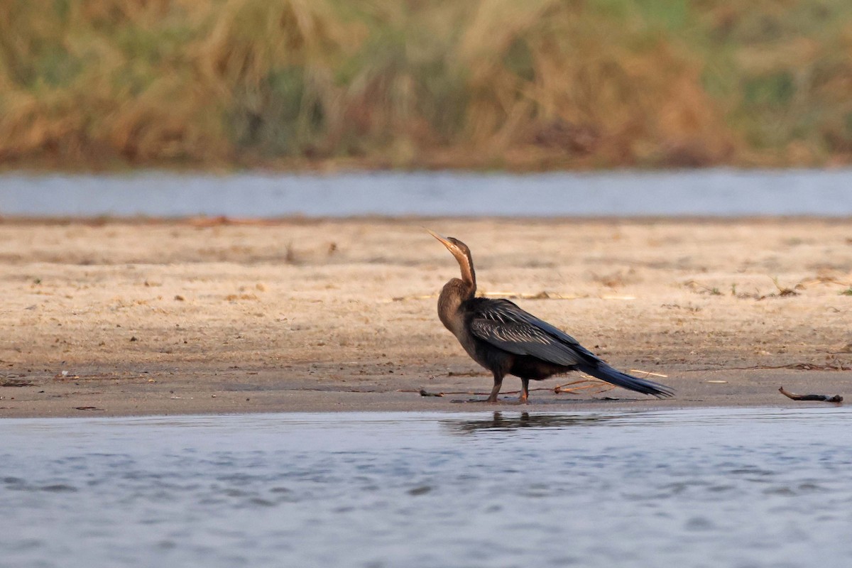 African Darter - ML646829104