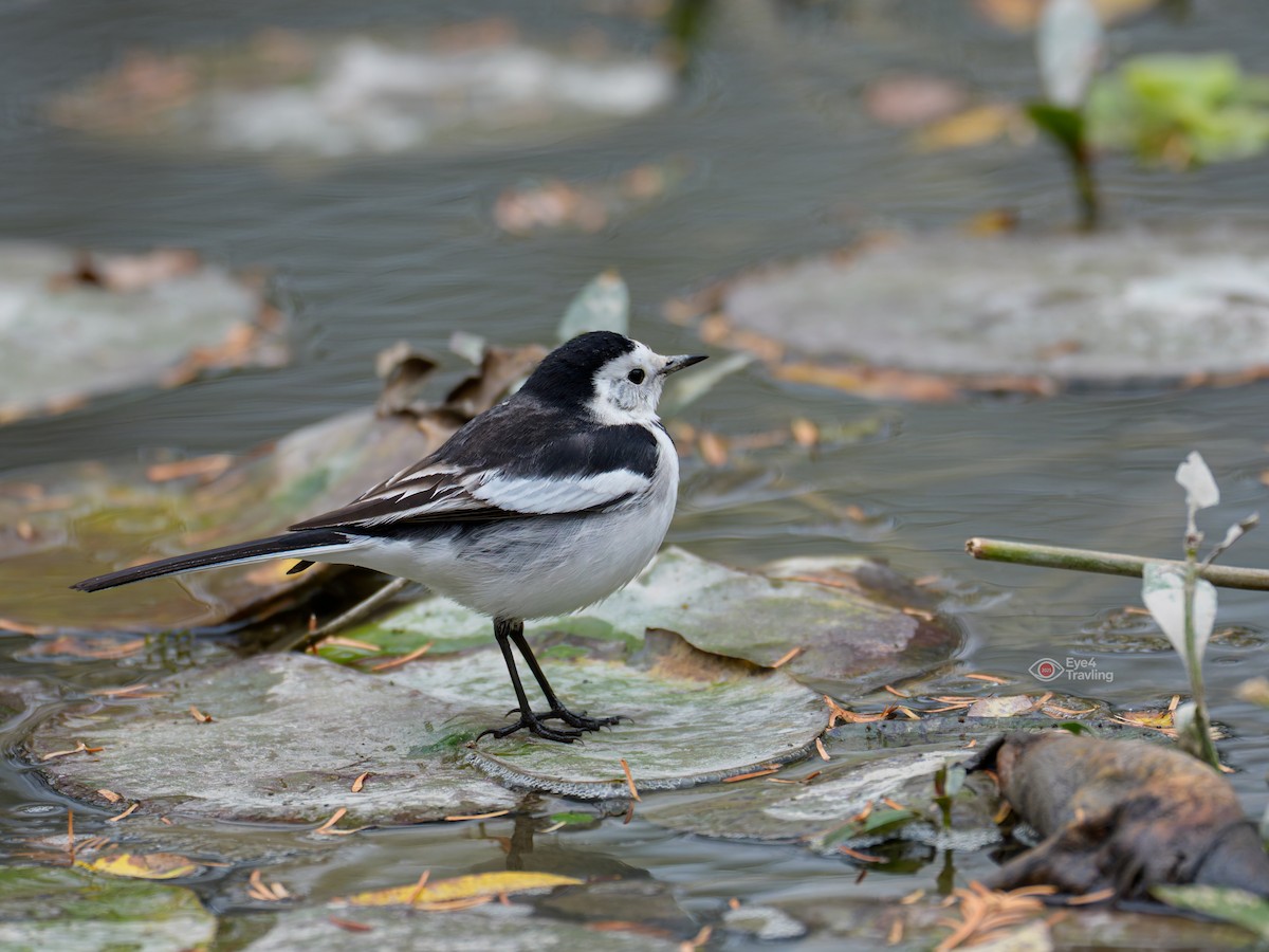 White Wagtail - ML646829105