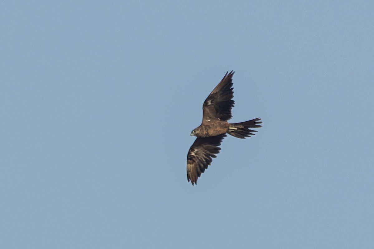 Kara Doğan - ML646829108