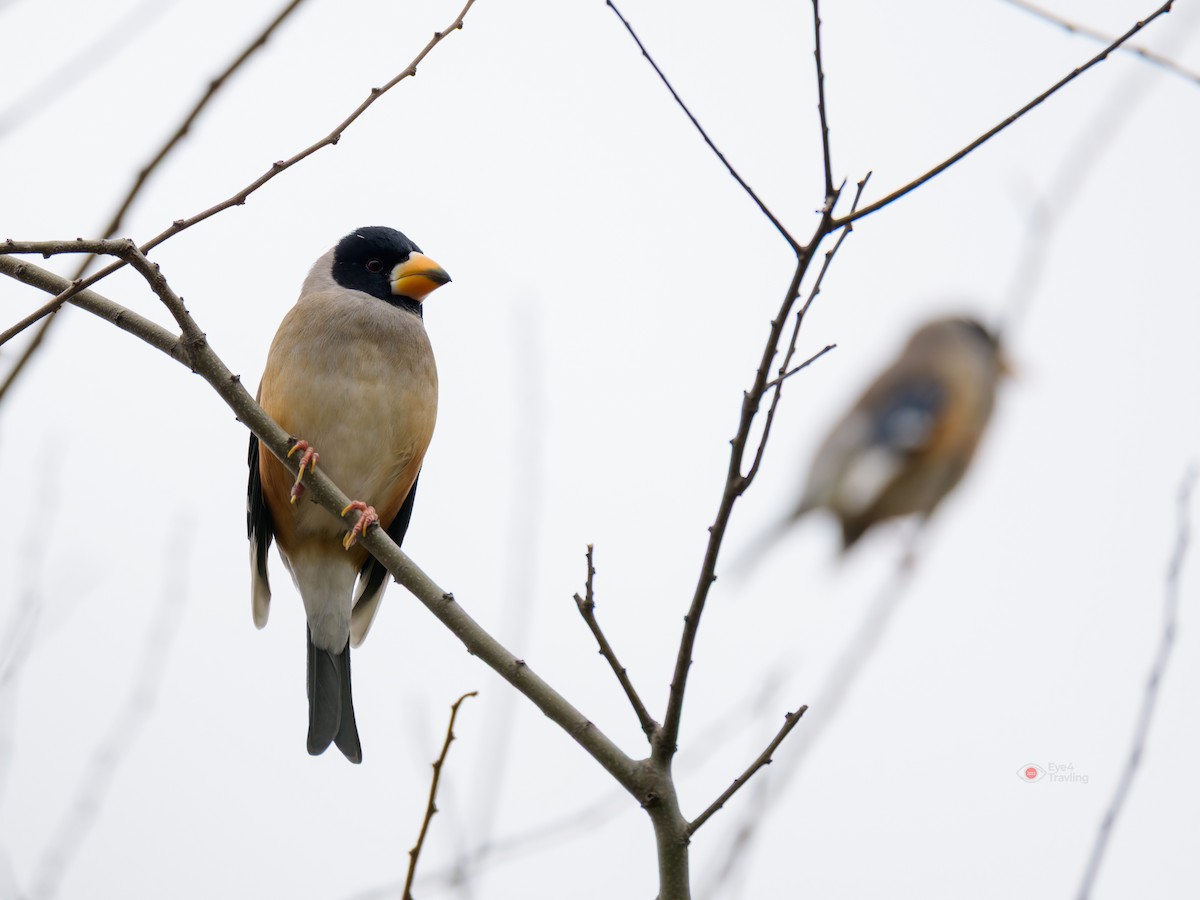 Yellow-billed Grosbeak - ML646829111